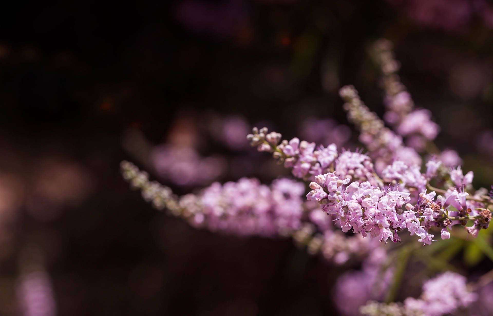 pink-flowers