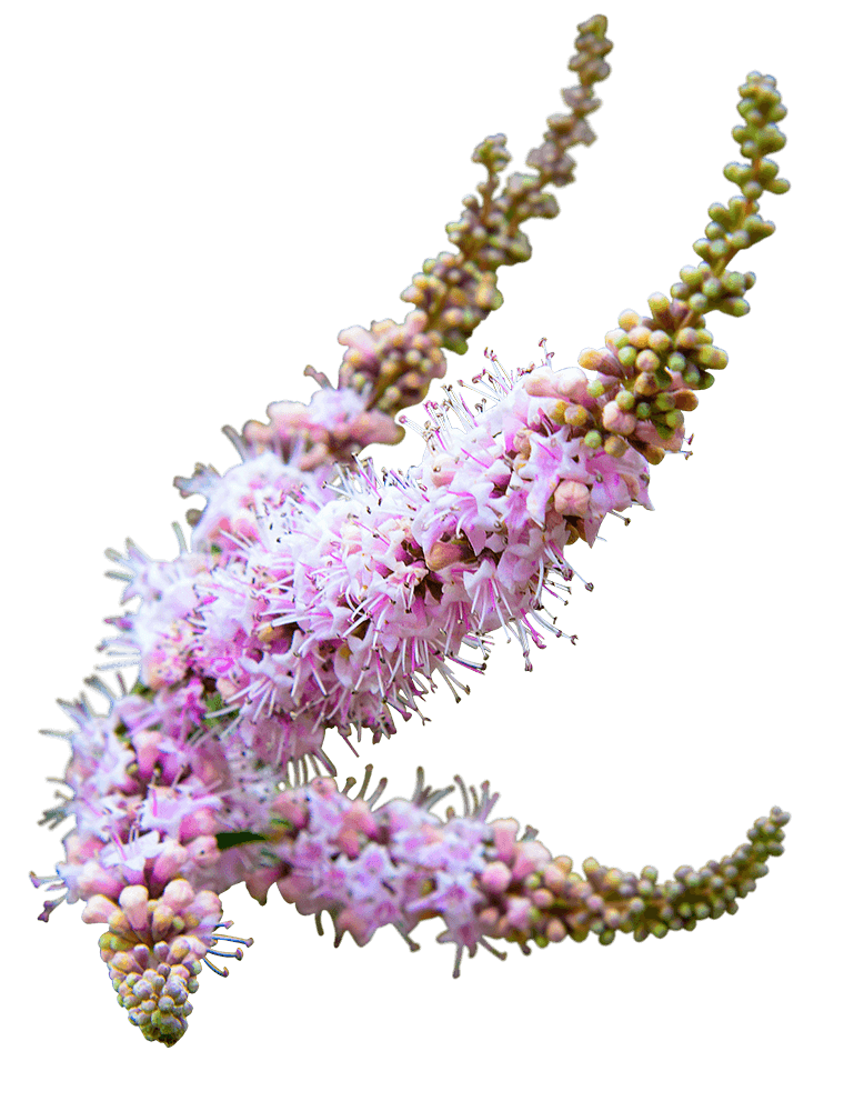 pink flower