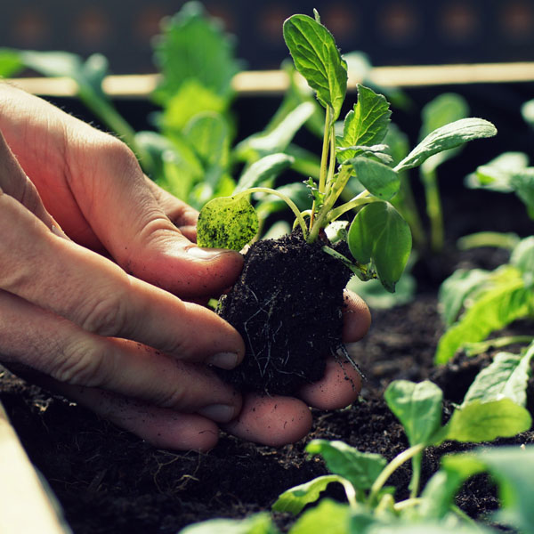 Einpflanzen Setzling bei Gartentherapie