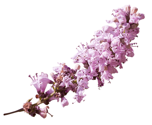 single-flowers